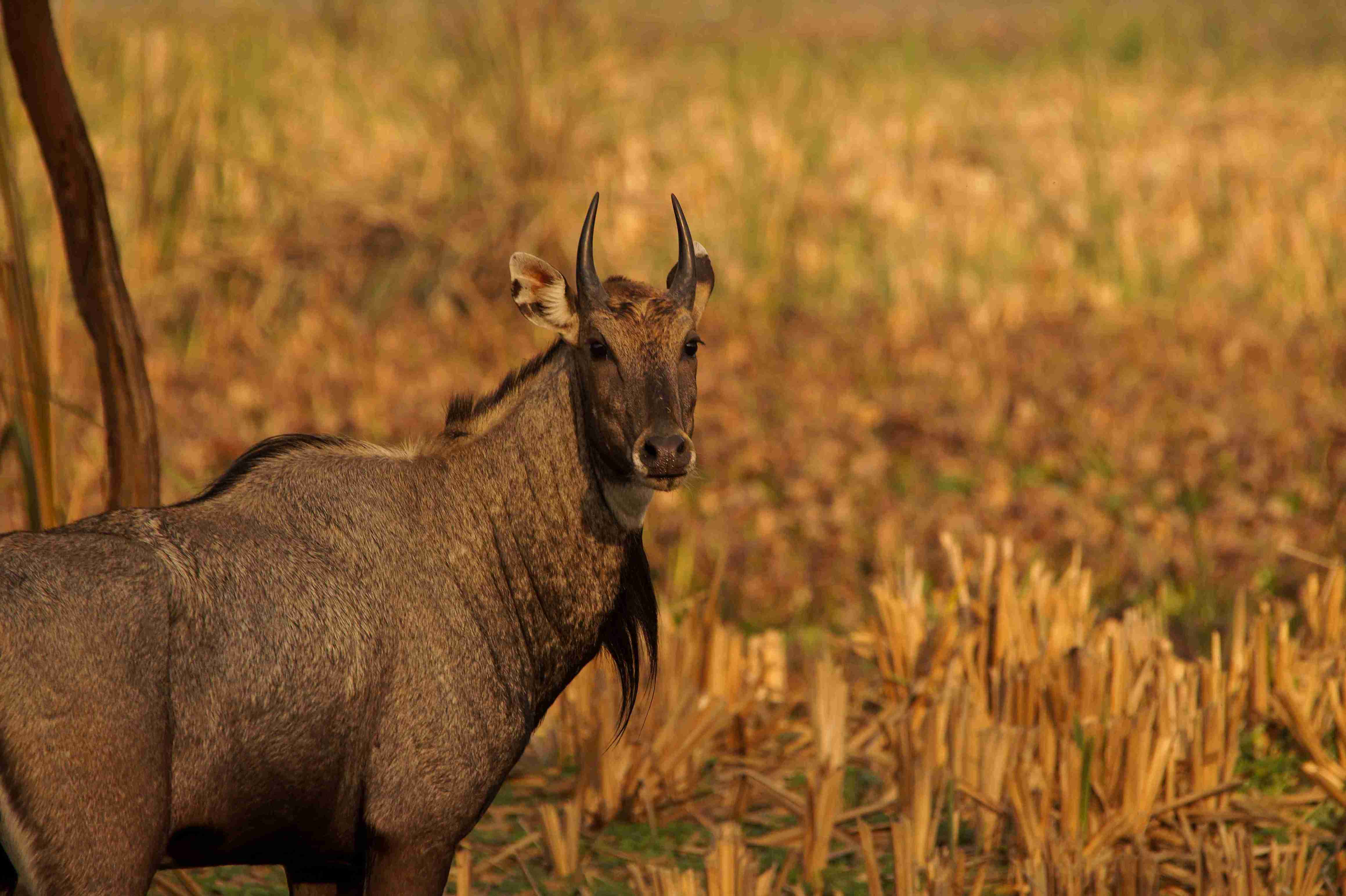 BLACK BUCK RESORT, VELAVADAR