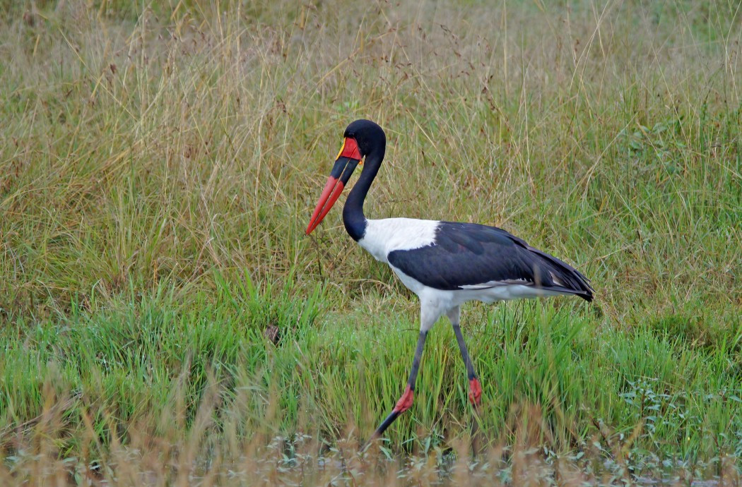 Storks (Order Ciconiiformes)