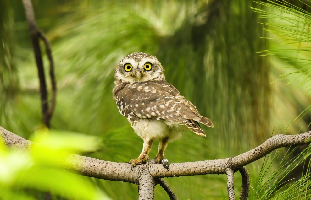 Owls (Order Strigiformes)