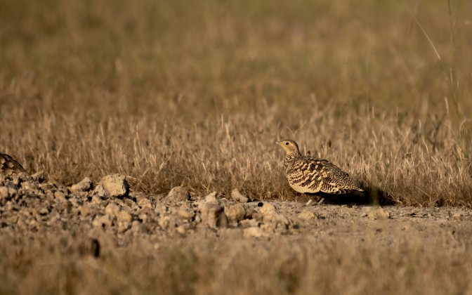Sandgrouses (Order Pteroclidiformes)