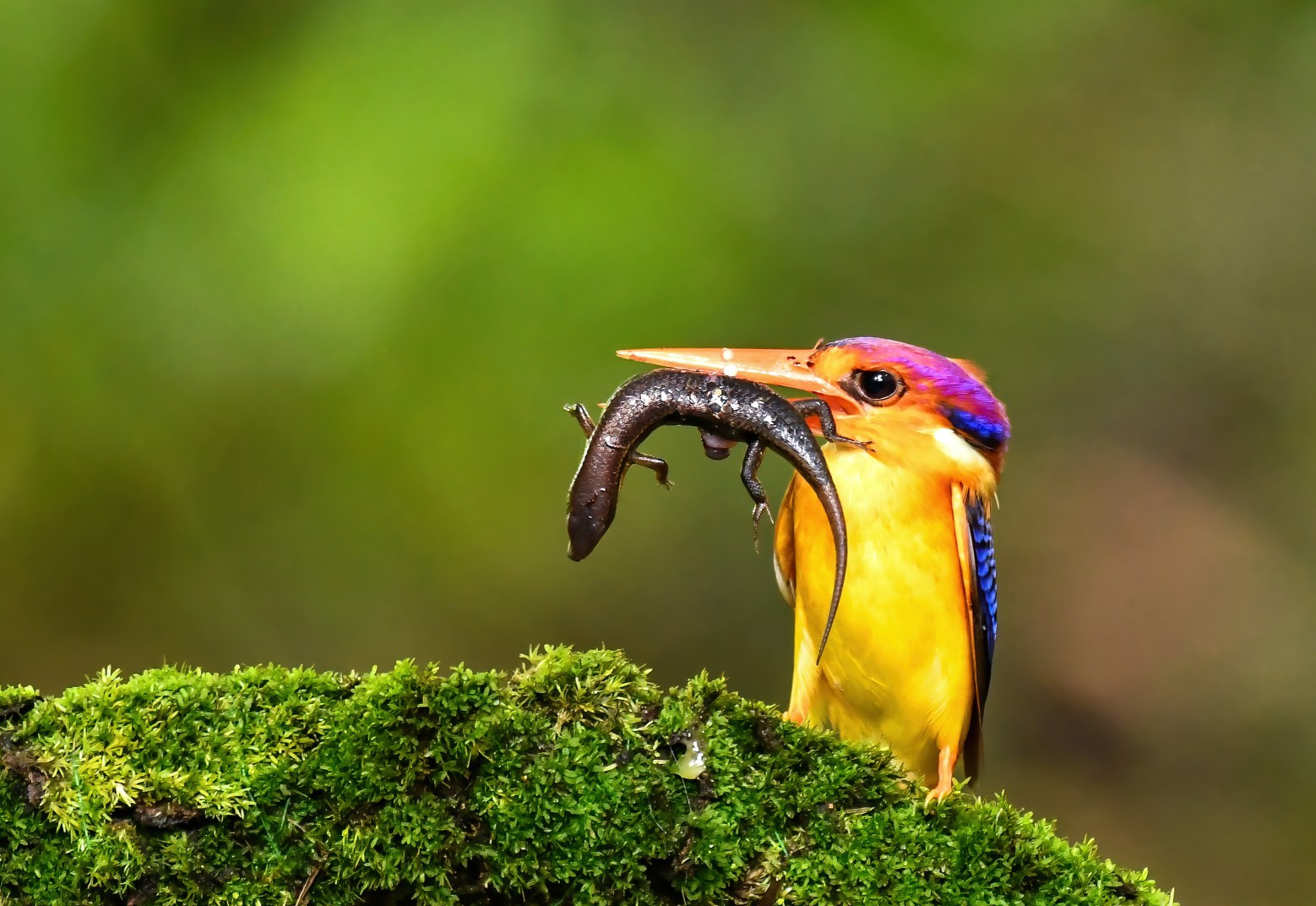 Kingfishers and Bee-eaters (Order Coraciiformes)