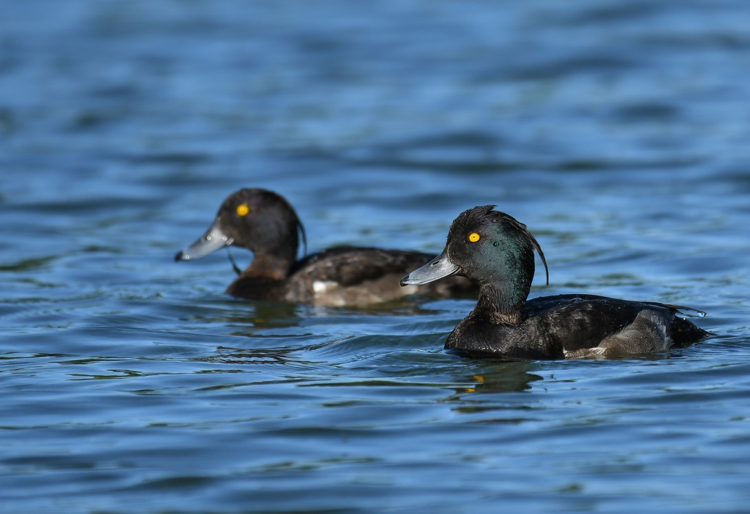 Waterfowl (Order Anseriformes)