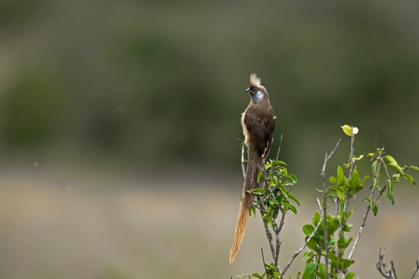 Mousebirds (Order Coliiformes)