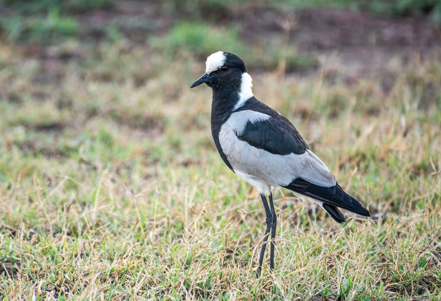 Shorebirds (Order Charadriiformes)
