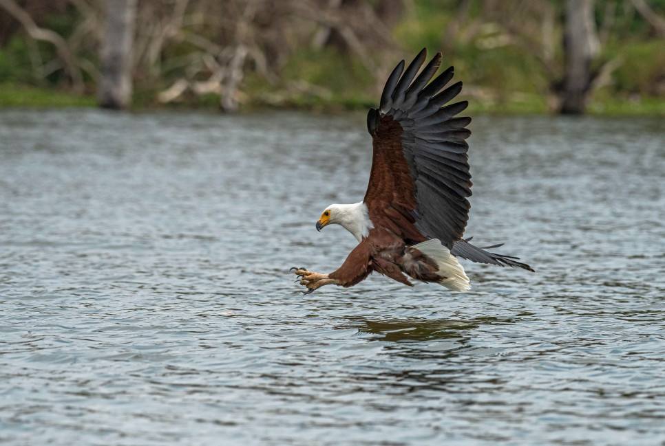 Eagle (Order Accipitriformes)