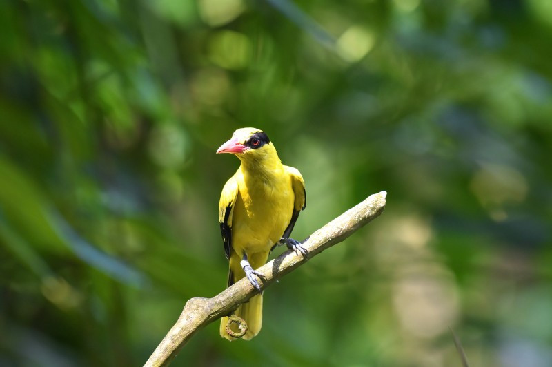 Black-naped Oriole  (Oriolus Chinensis)