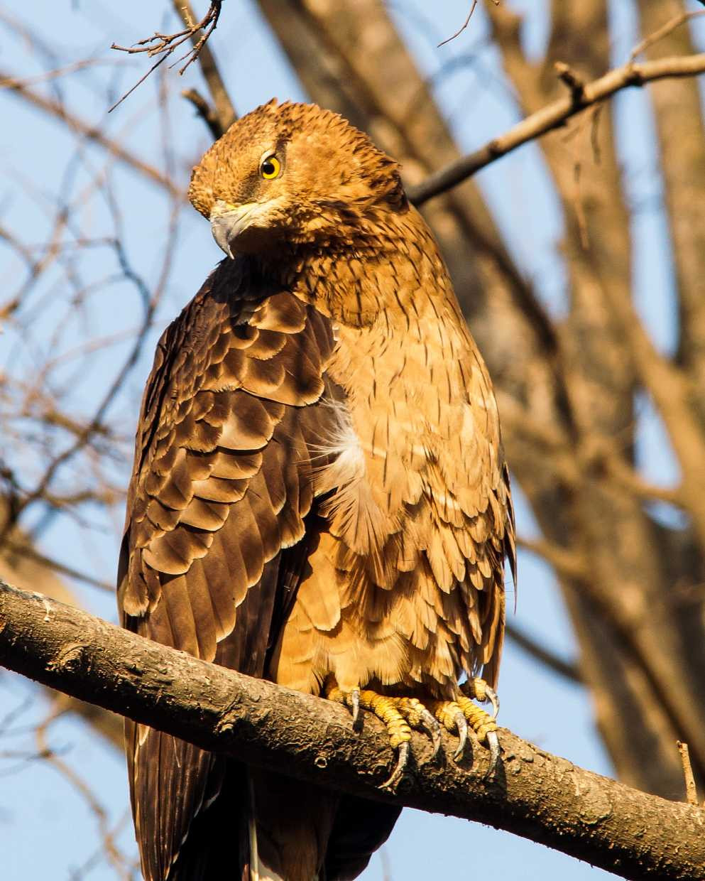 Oriental Honey Buzzard  (Pernis Ptilorhynchus)