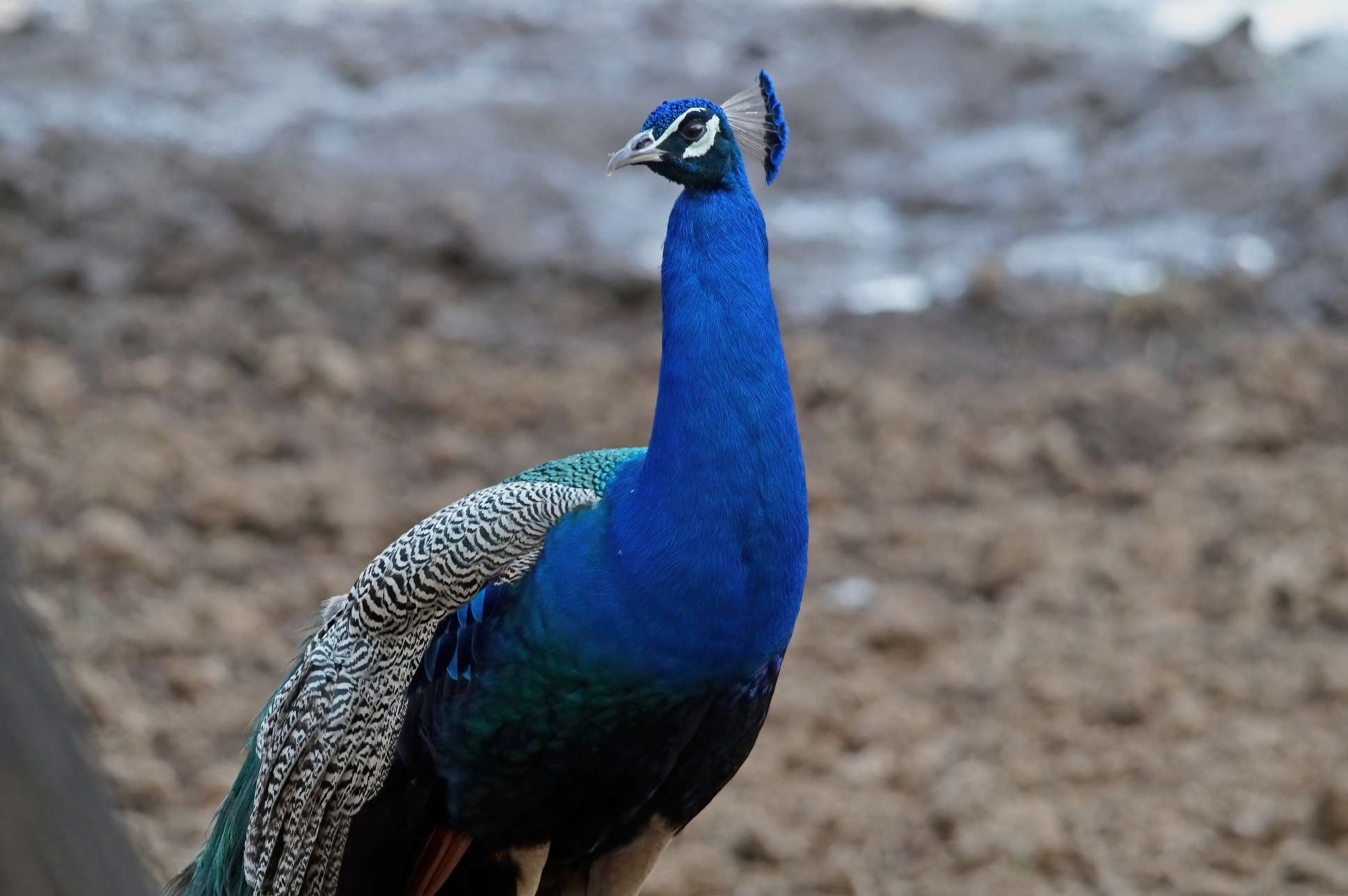 Peafowl (Pavo Cristatus)
