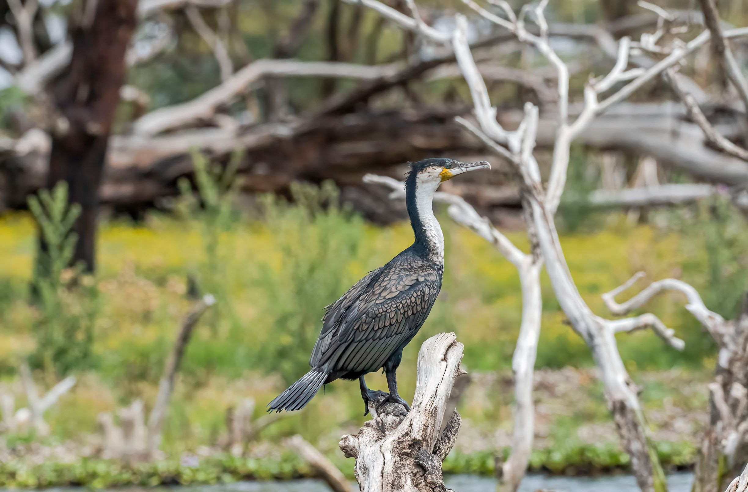 White-breasted Cormorant