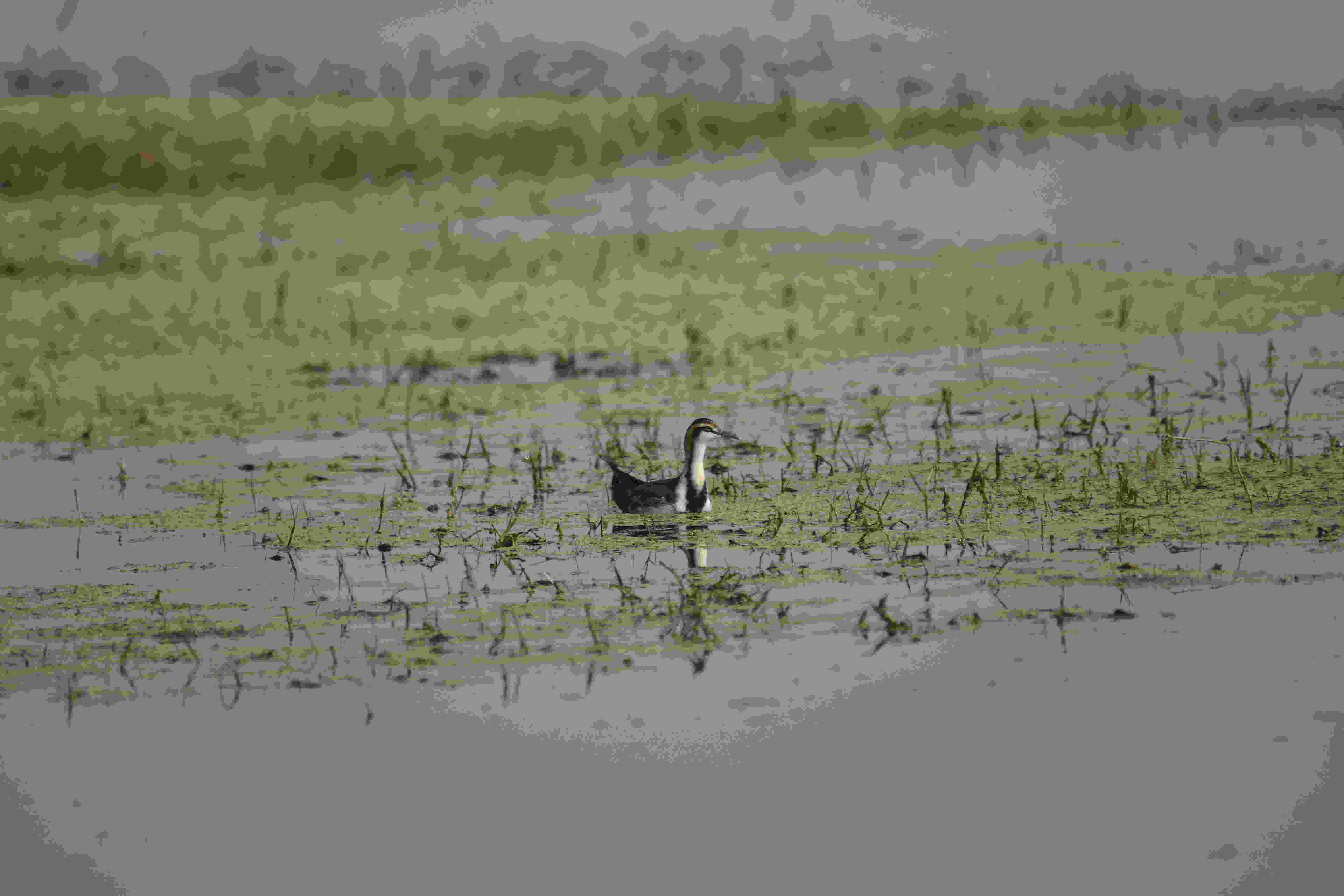 Phesant Tailed Jackarania