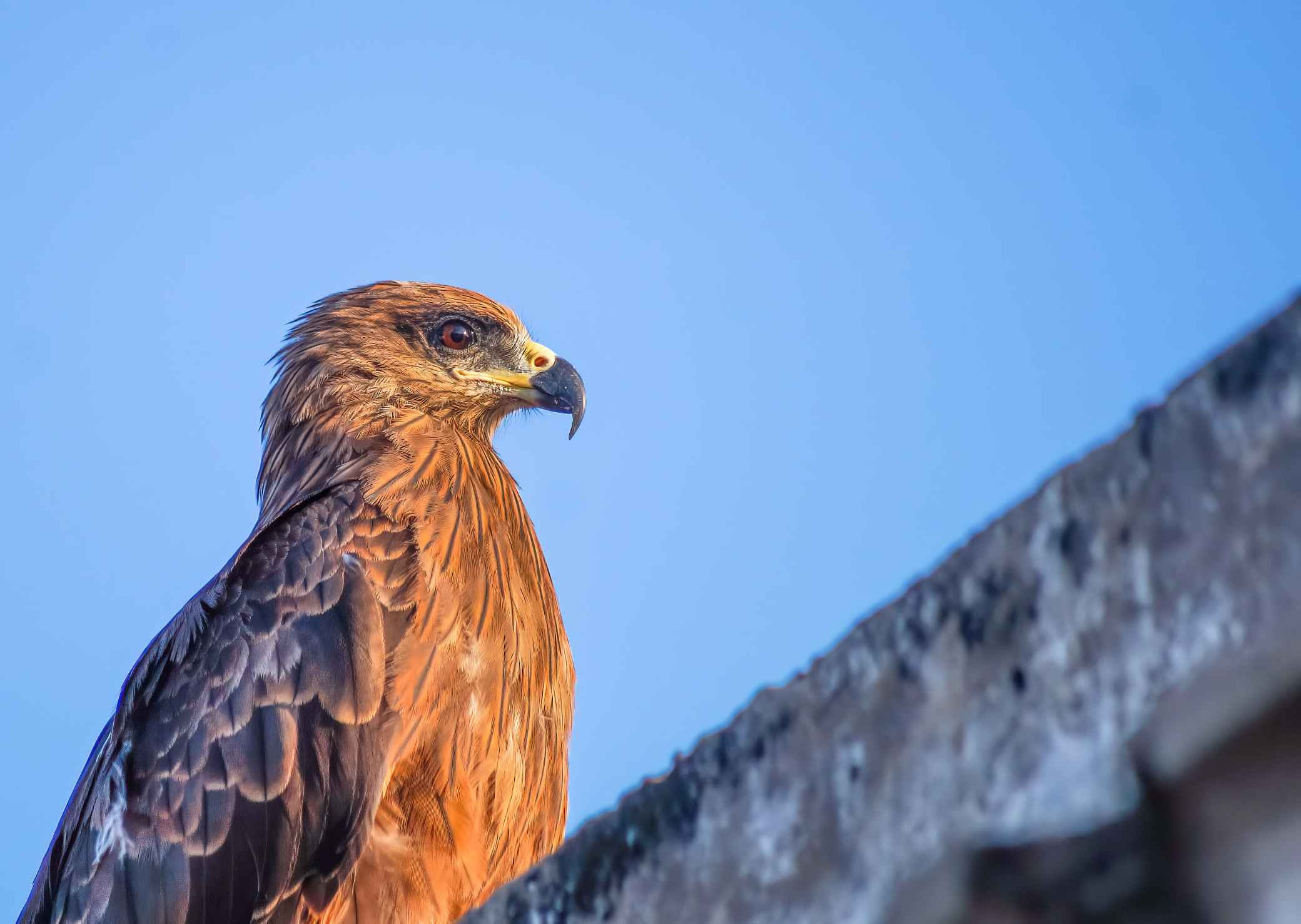Black Kite (Milvus Migrans)