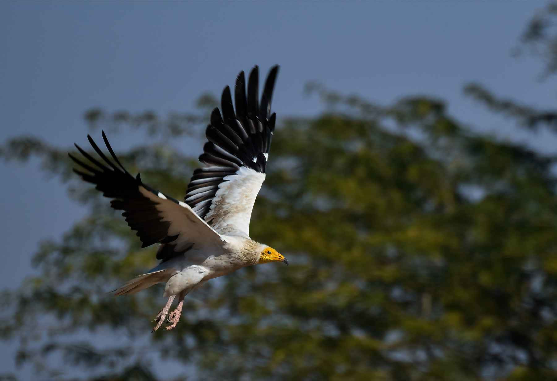 Egyptian Vulture (Neophron Percnopterus)