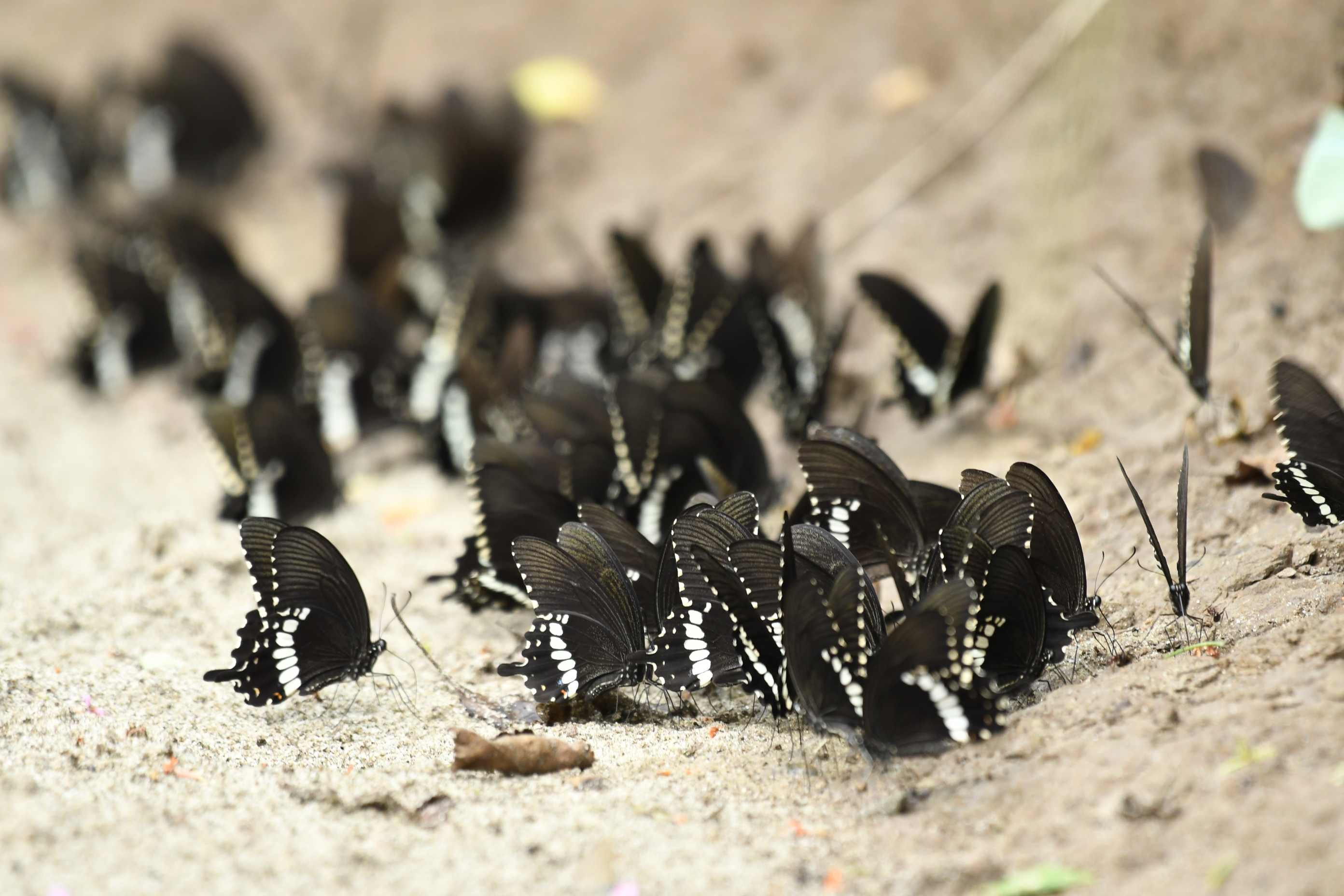 Butterflies and Moths