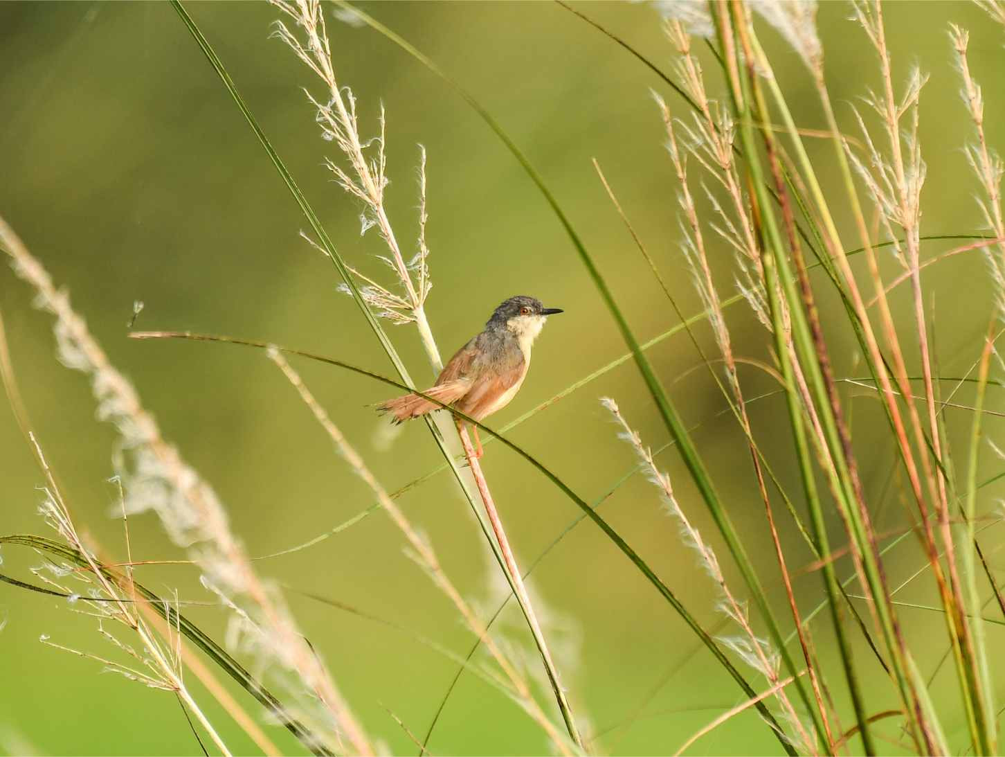 Ashy Prinia