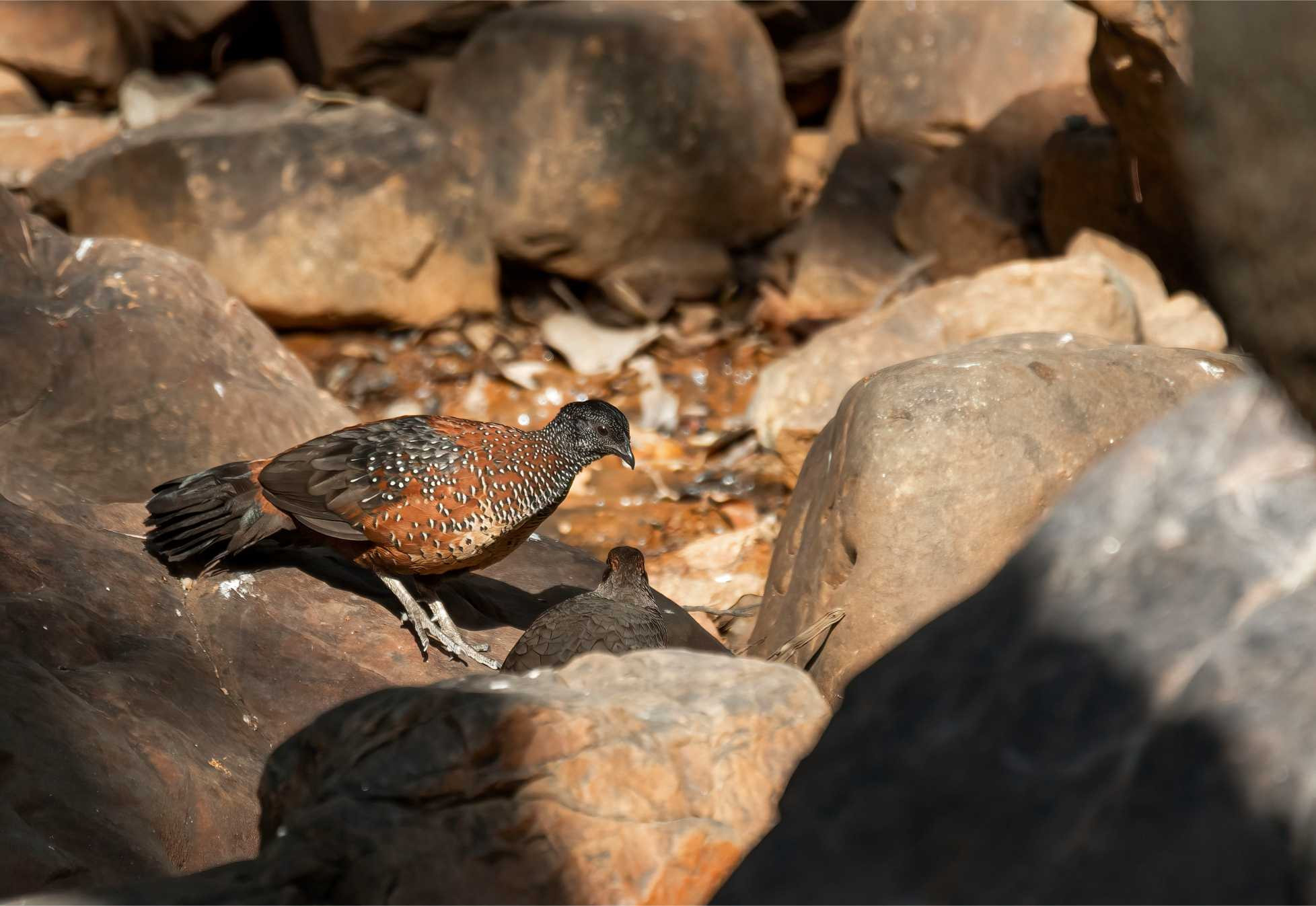 Painted Spurfowl (Galloperdix Lunulata)