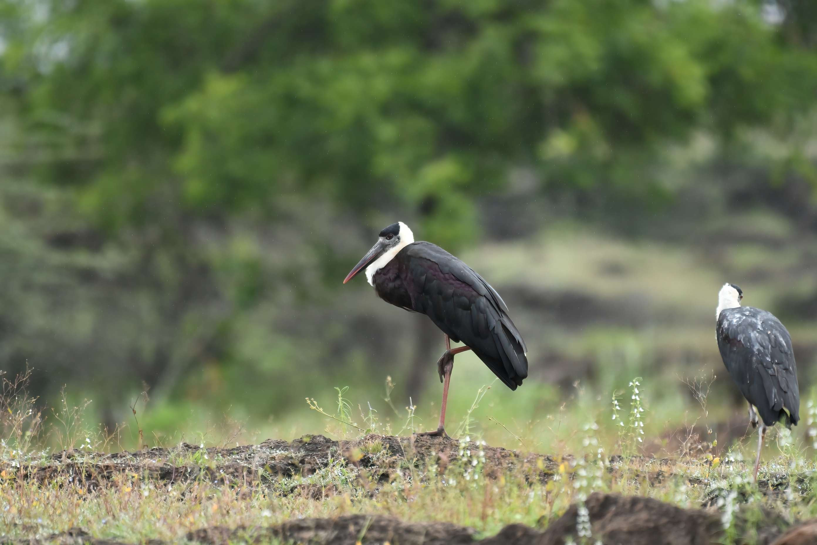 Wolly-necked Stork (Ciconia Episcopus)