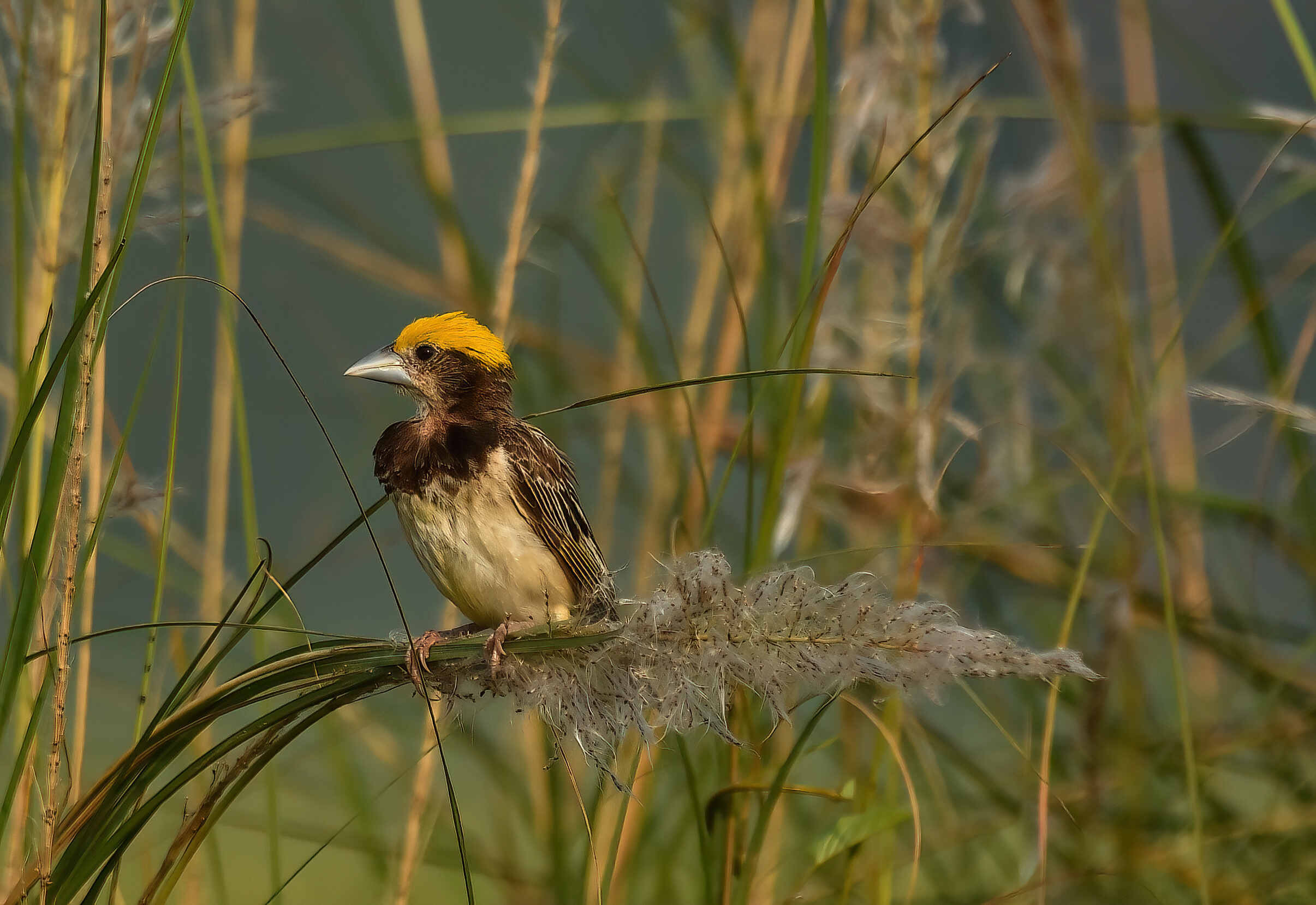 Baya Weaver (Ploceus Philippinus)
