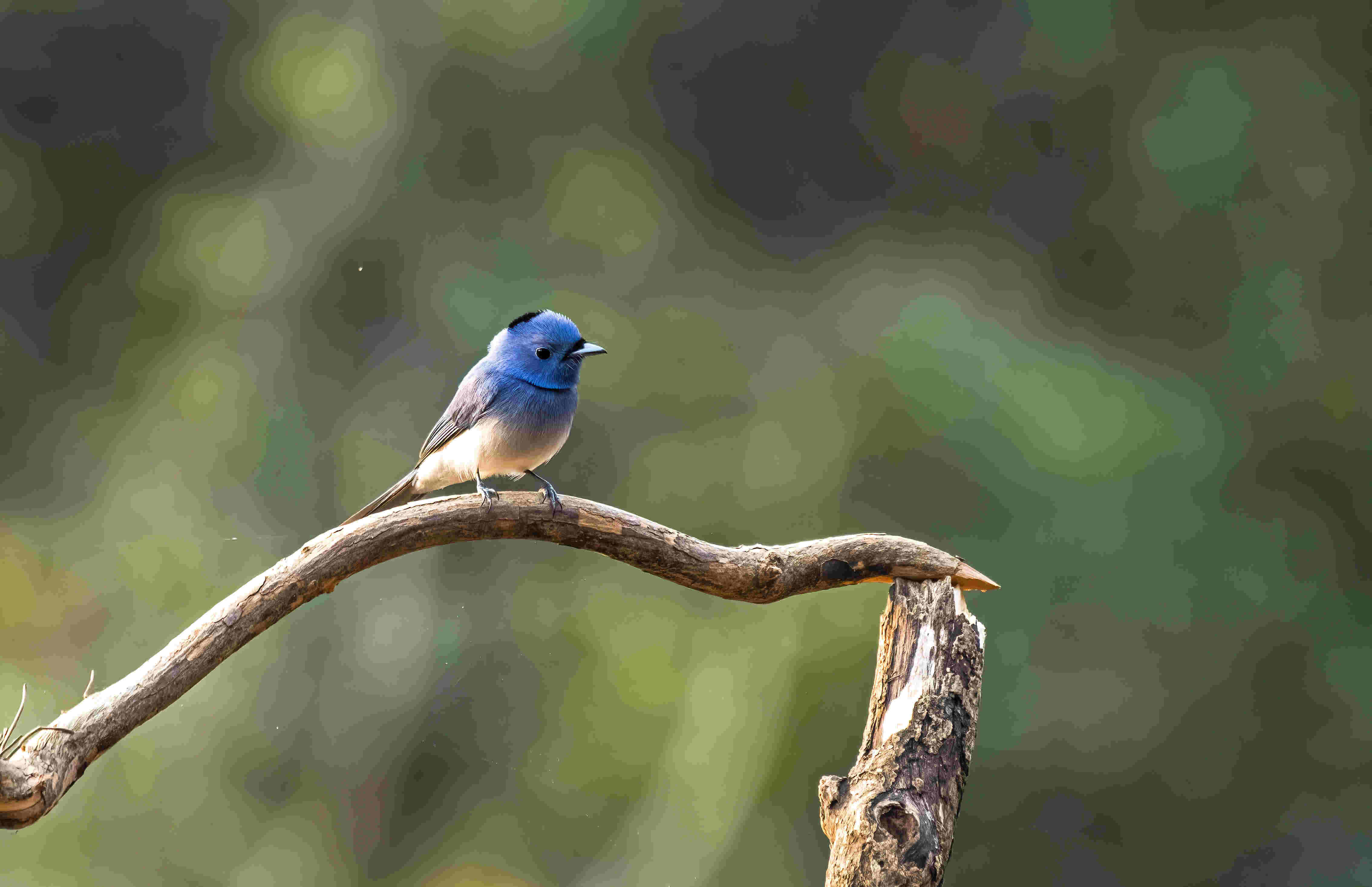 Black-naped Monarch (Hypothymis Azurea)