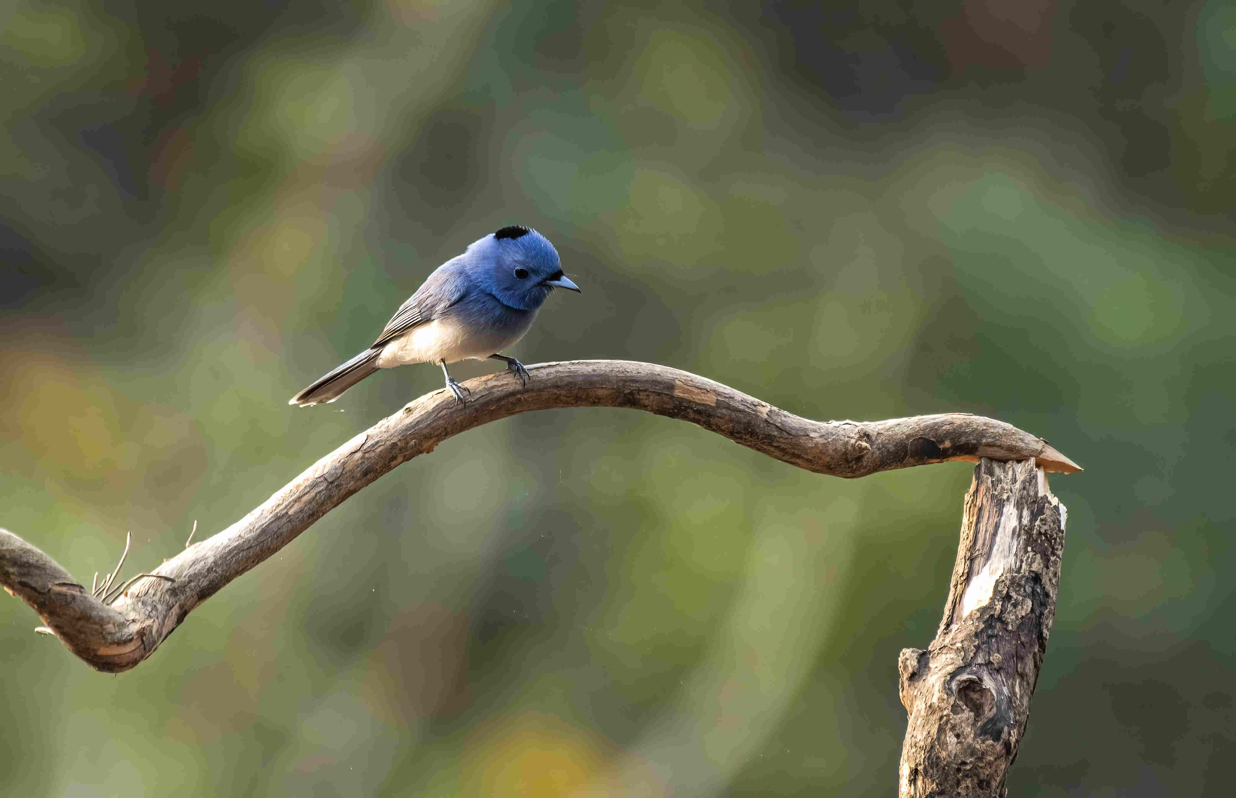 Black-naped Monarch (Hypothymis Azurea)