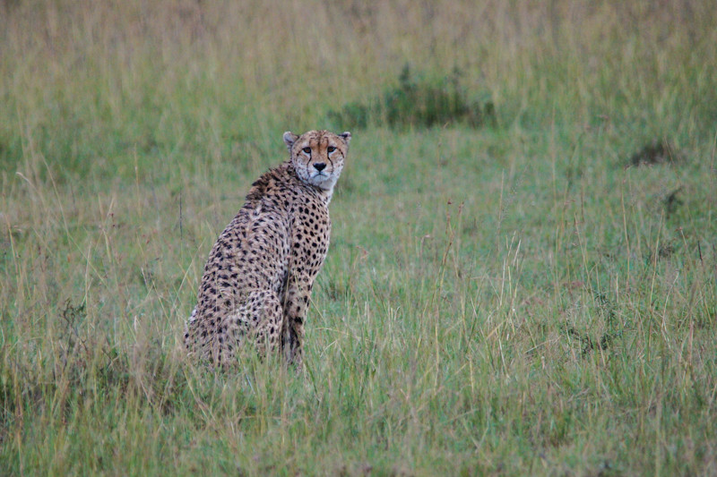 Cheetah (Acinonyx Jubatus)
