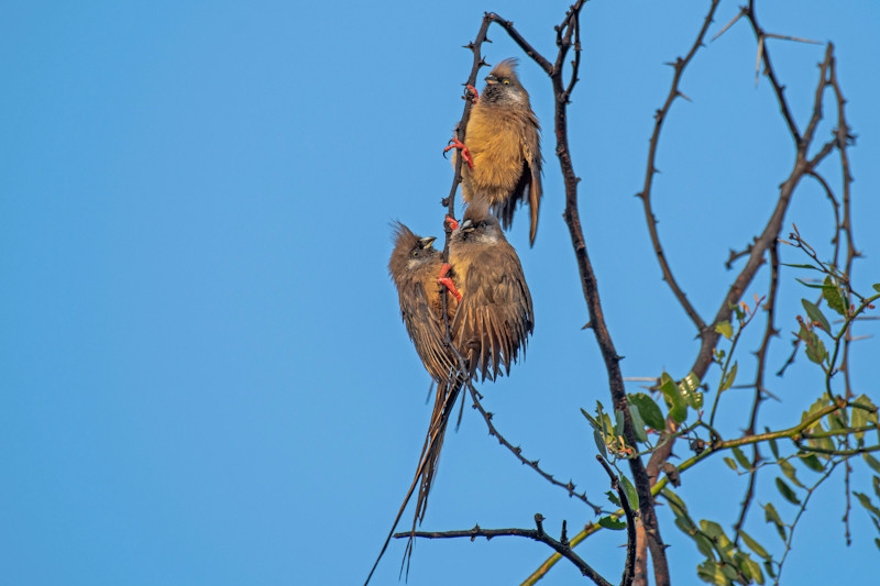 Speckled Mousebird (Colius Striatus)