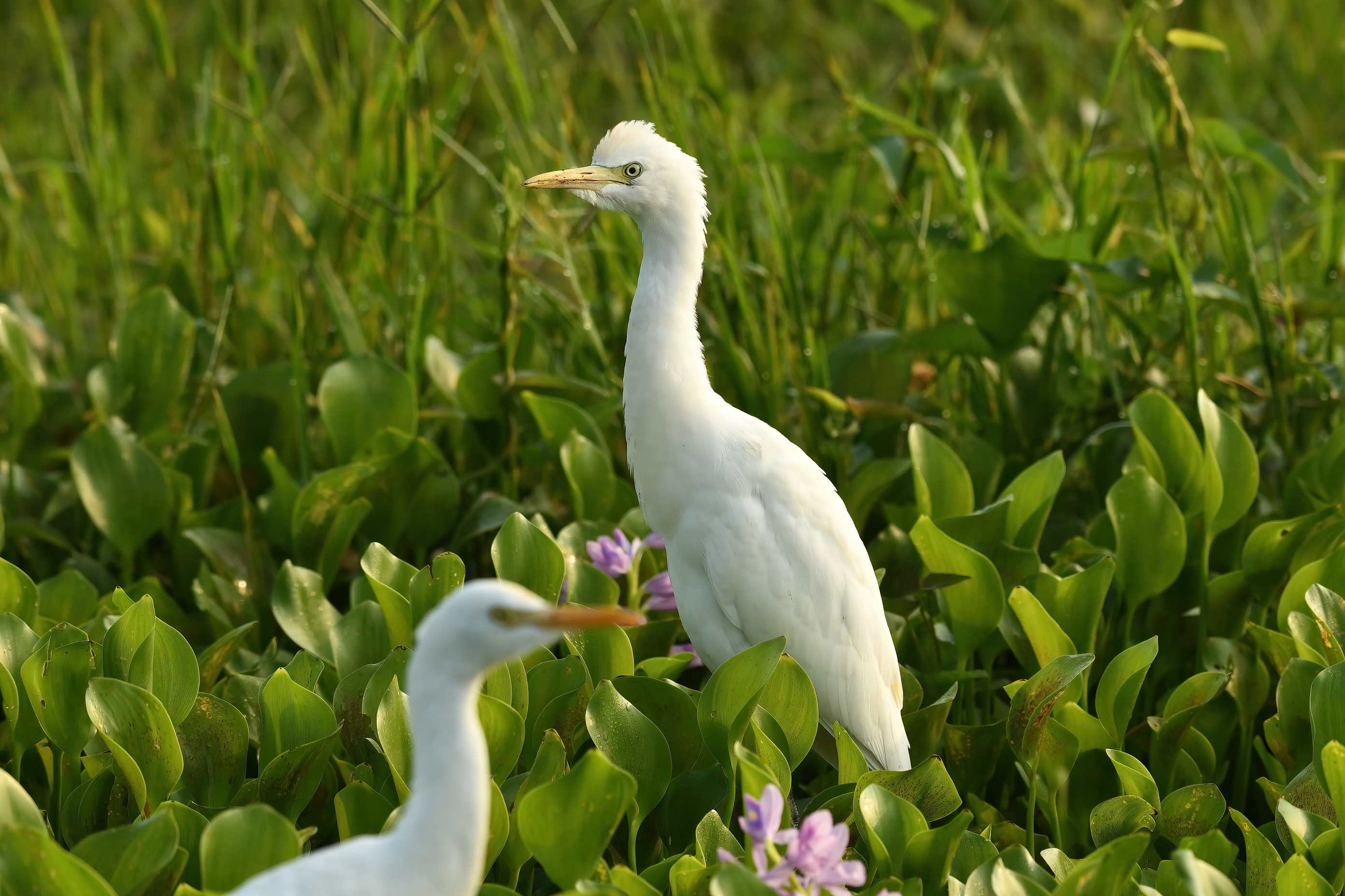 Intermediate Egret (Ardea Intermedia)