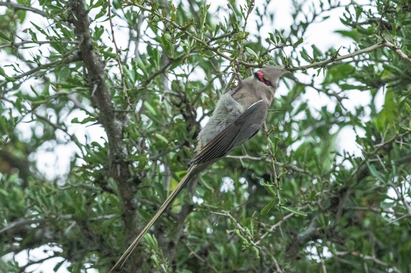 Blue-naped Mousebird (Urocolius Macrourus)