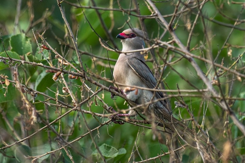 Blue-naped Mousebird (Urocolius Macrourus)