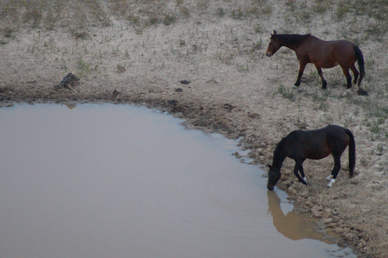Horse  (Equus Ferus Caballus)