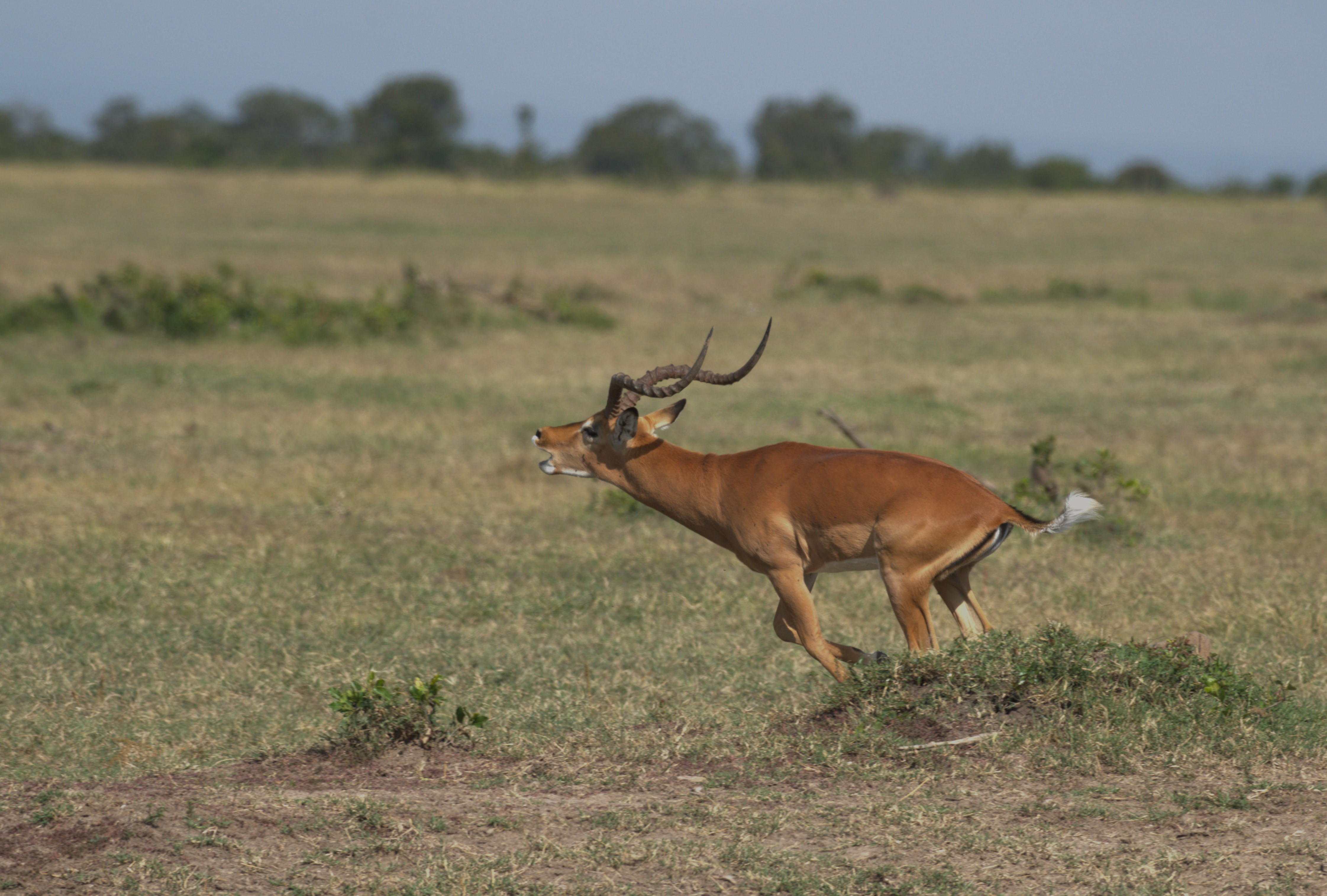 Impala (Aepyceros Melampus)