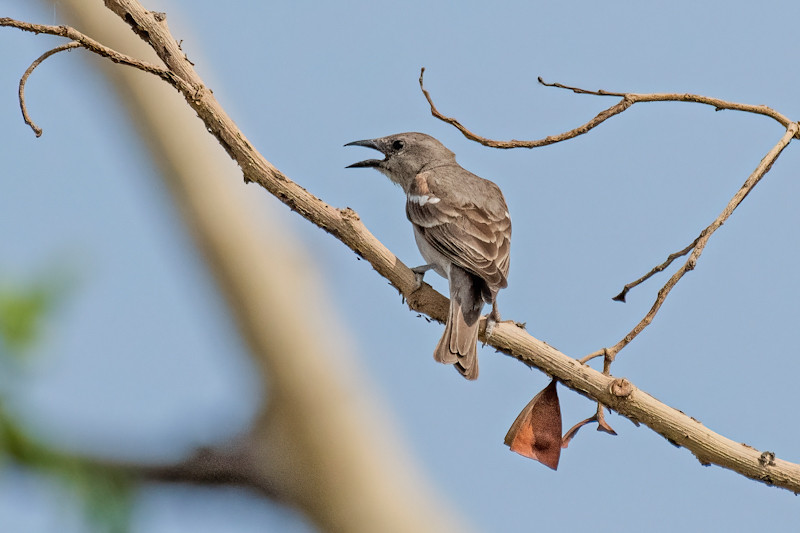 Common Woodshrike (Tephrodornis Pondicerianus)