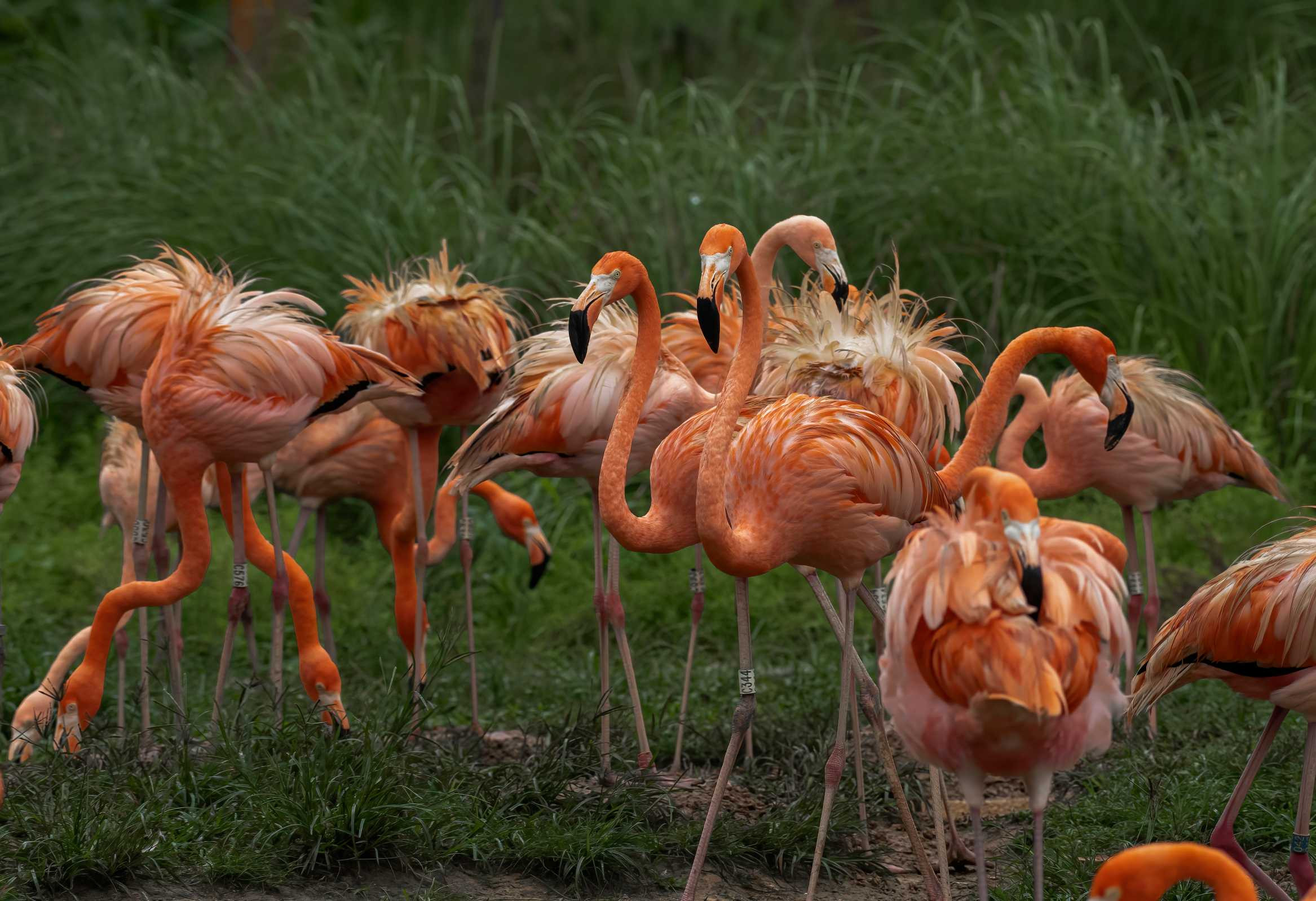 American Flamingo (Phoenicopterus Ruber)