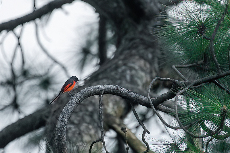 Long Tailed Minivet