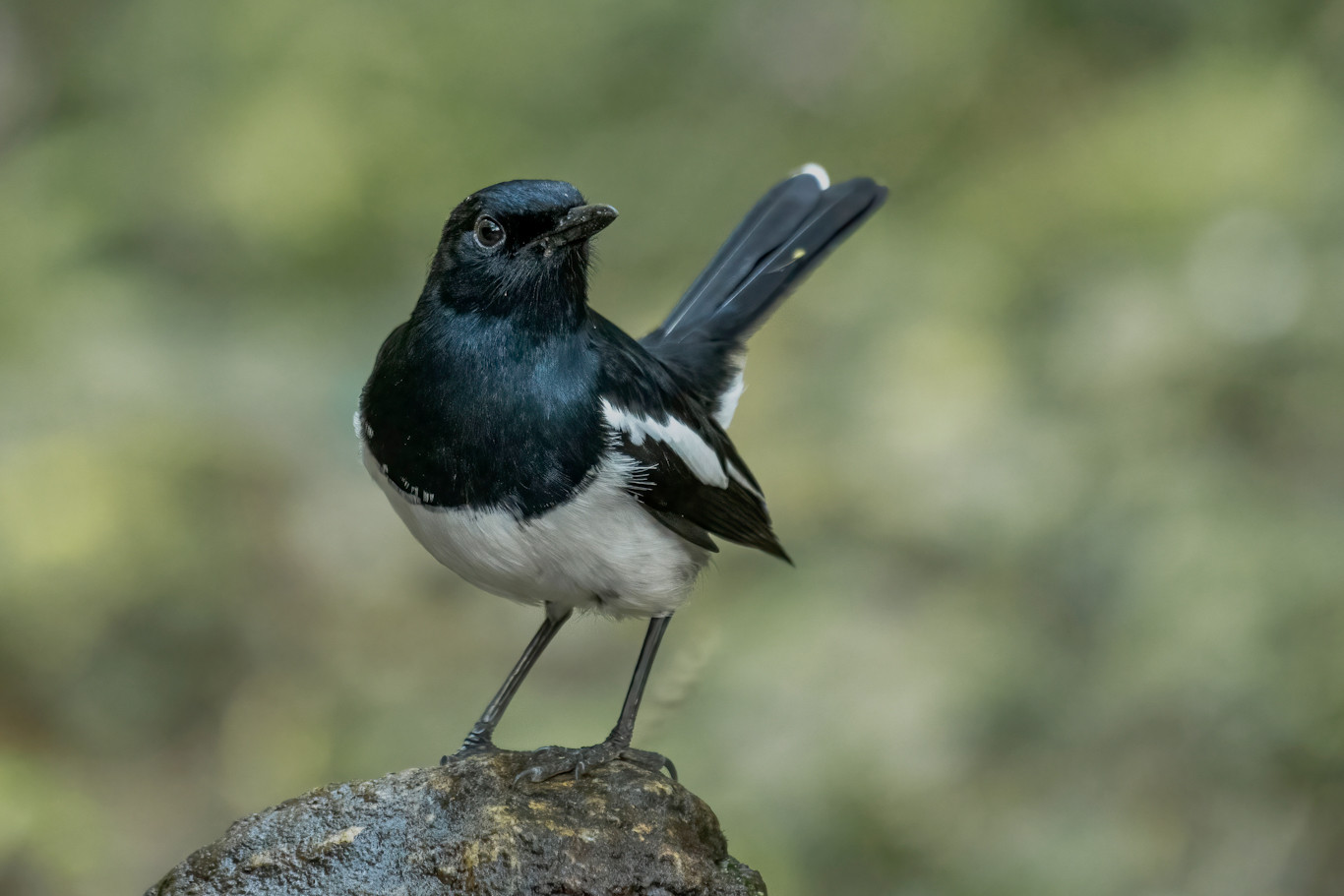 Oriental magpie-robin (Copsychus Saularis)