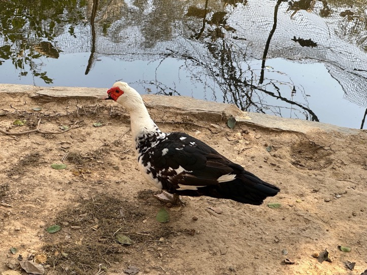 Muscovy duck